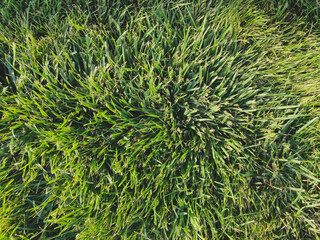 green grass background