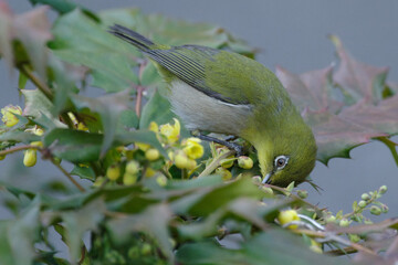 メジロとヒイラギナンテンは色がよく似ている