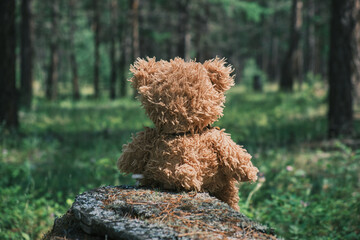 Teddy bear in a real forest. Toy bear abandoned in the forest