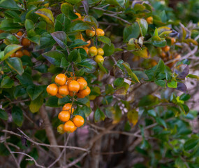 golden dewdrop berries
