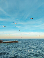 Naklejka premium seagulls on the sea