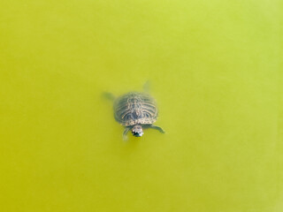 turtle in the water