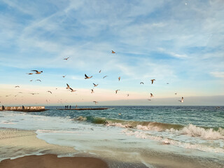 seagulls on the beach