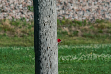 Red-Headed woodpecker playing pick a boo