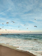 seagulls on the beach
