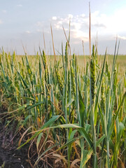 green wheat field in the summer