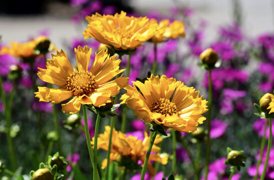 Close-up shot of jethro tull flowers blooming in the garden in bright sunlight