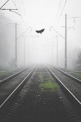 black Raven above railroad tracks in fog