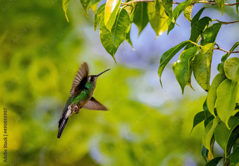 Sticker close-up shot of small colibri hovering in the air