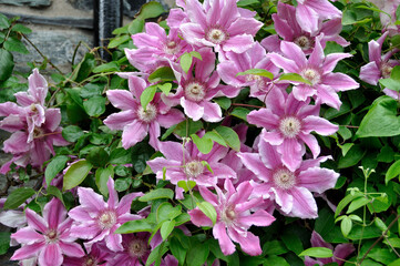 Naklejka premium Flowers