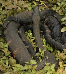 Water Snake Threesome Natural Two Dad Family