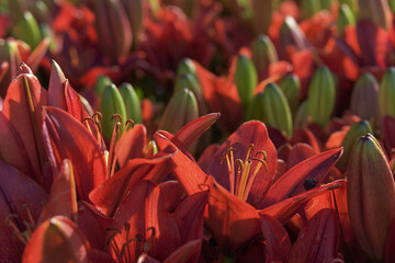 Fototapete bei efototapeten.de bestellen   