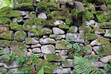 Dry stone wall with moss and ferns, Derbyshire England

