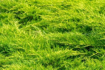 Natural green coniferous thuja. Background. Evergreen shrub