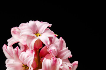 Delicate pink hyacinth on a dark background. A white-pink flower stands on a dark background in a pink pot 