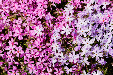 Obraz na płótnie Canvas Purple phlox subulata. Floral background with subulata flowers. Purple floral pattern. Top view