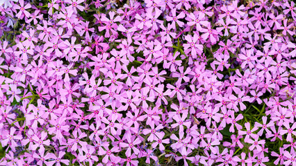 Purple phlox subulata. Floral background with subulata flowers. Purple floral pattern. Top view
