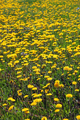 Meadow of dandelions, eastern Canada
