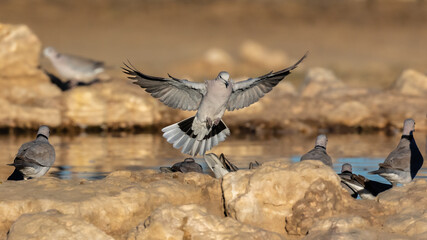 One cape turtle dove in flight coming in to land at a waterhole in the Kgalagadi Transfrontier Park © Louis