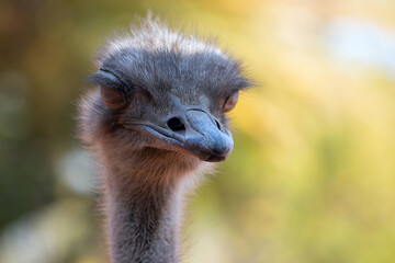 Close up of African Ostrich bird head on the blur background.