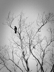 木に止まるカラス｜縦