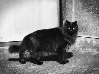 凛々しい黒猫