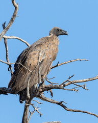 One white backed vulture perched on a branch with a clear blue sky background