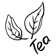 Tea leaf sketch drawing. Vector illustration of green tea leaf.