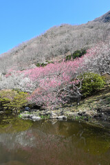 湯河原梅林の紅白の梅