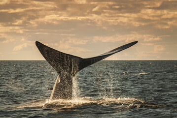 Fototapeta premium Sohutern right whale tail, endangered species, Patagonia,Argentina