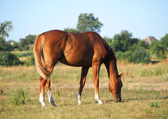 Naklejka na ściany i meble A pedigree chestnut horse grazes on to the meadow
