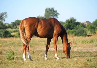 Fotobehang A pedigree chestnut horse grazes on to the meadow © goldika