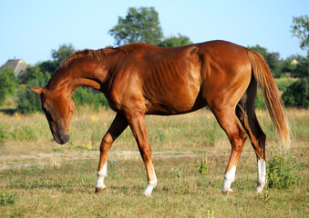 Fototapeta premium A pedigree chestnut horse steps on a meadow