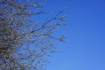 Viele blühende Weidenkätzchen bei Sonnenschein vor blauem Himmel