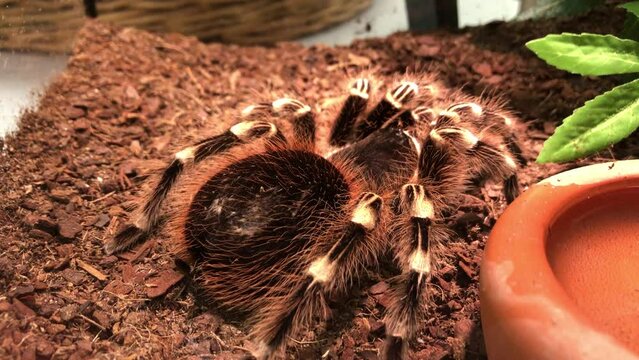 Eine Wei&szlig;knie-Vogelspinne, Acanthoscurria geniculata in einem Terrarium.