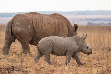 White rhino with calf, South Africa