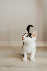 Fototapeta na wymiar Cute little cat at the background. Portrait of little adorable cat