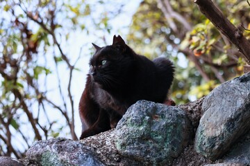 Obraz premium 耳がカットされている黒猫 凛々しい野良猫