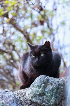 耳がカットされている黒猫　凛々しい野良猫