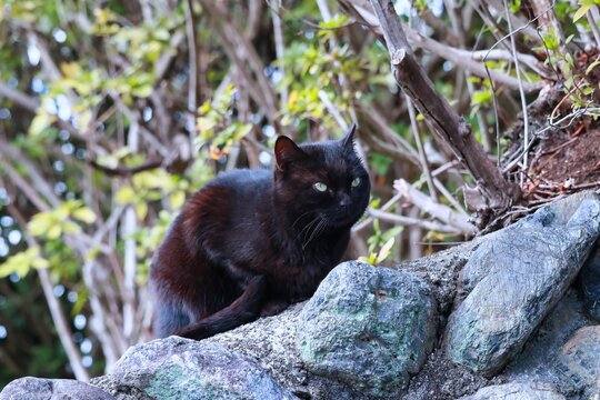 耳がカットされている黒猫　凛々しい野良猫