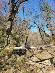 Chemin dans les bois 
