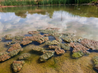 small pond with slimy Algae floating on top