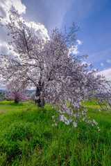 Almond tree with pink-white blossoms. Spring arrival scene.