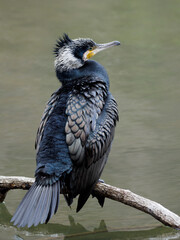 婚姻色のカワウ