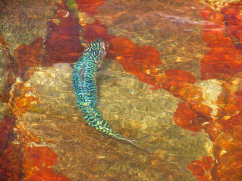 Beautiful Mackerel fish in tidepool 