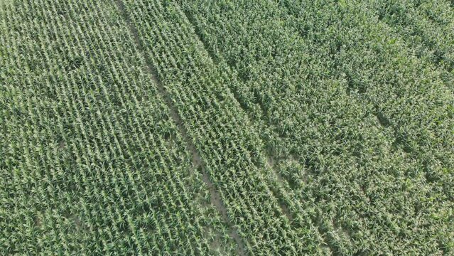 Aerial view with a drone of a field of corn flowered perfectly sown.
