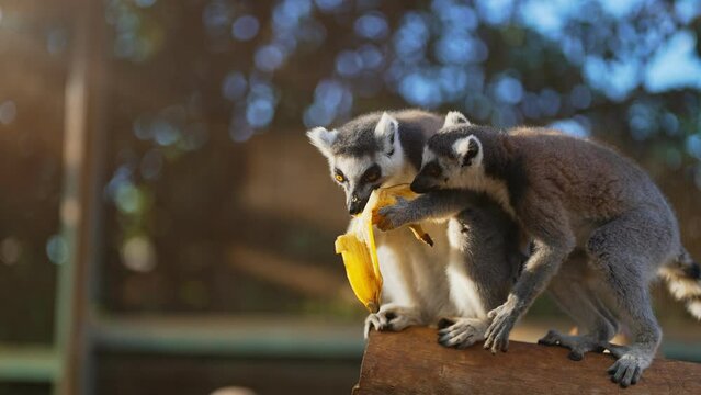 Portrait of lemur eating in national park. Lemuroidea.