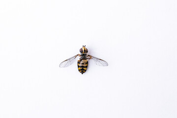 Diptera Syrphidae insect fly black yellow striped pattern isolated on white background close-up front view