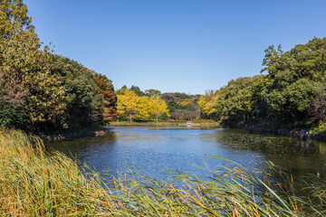 三ツ池公園と紅葉