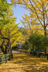 三ツ池公園と紅葉